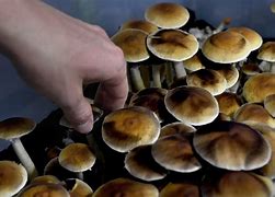 Image result for Magic Shrooms in a Bag