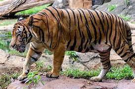 Image result for Malayan Tiger Diet