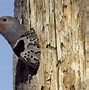 Image result for Southern California Woodpeckers