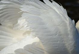 Image result for Swan Wings Feathers