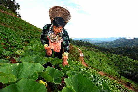 Farmers Organic agriculture Thailand - World Variety News