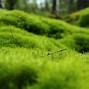 Image result for Cool PC Backgrounds Green