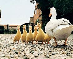 Image result for Funny Ducks