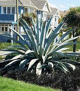 Image result for Blue American Agave Plant, 3 Gal- The Nation's Most Drought Tolerant Plant
