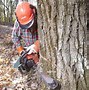 Image result for Cutting a Tree Leaning Over House