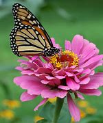 Image result for Pink Butterflies
