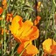 Image result for Wildflower Identification Guide