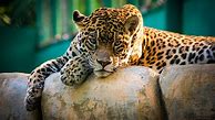 Image result for Zedge Free Animal Wallpapers