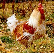 Image result for Poultry Castrated Male