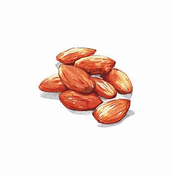 Image result for almonds free clipart