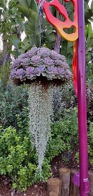 Image result for Hanging Plant Pots Outdoor