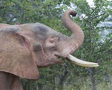 Image result for Albino Elephant