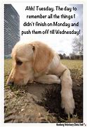 Image result for Tuesday Funny Animal Quotes