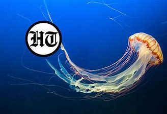 Image result for spineless jellyfish