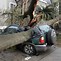 Image result for Cutting Leaning Trees