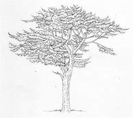 Image result for Cedar Tree Drawing