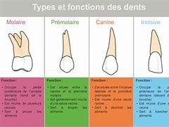Image result for Les Dents Noms