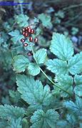 Image result for Poisonous Red Berries