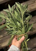 Image result for Sage Herb Plant Healing Powers