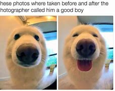 Image result for Cutest Dog Memes