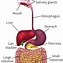 Image result for Food through Digestive System Process
