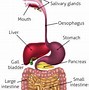 Image result for 5 Stages of Digestion