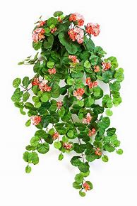Image result for Hanging Basket Flowers