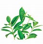 Image result for Green Tea Sticker