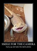 Image result for Cute Bearded Dragon Funny Memes