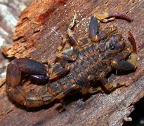 Image result for Weird Scorpions