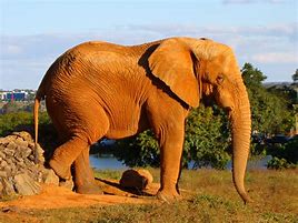 Image result for Elefant Foto