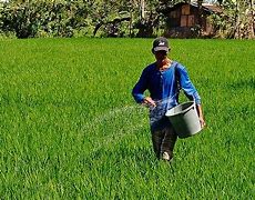 Image result for Rice Fertilizer