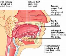 Image result for Digestion in the Mouth