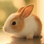 Image result for Bunny Rabbit Pictures