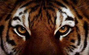 Image result for Cool Wallpapers 1920X1080 Tiger