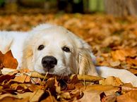 Image result for Free Dog Wallpaper for Kindle Fire
