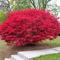 Image result for Burning Bush%2C 2 Gal-Bright Red Fall Color One Of The Most Colorful Shrub%2FBushs Ever Developed
