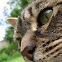 Image result for Cute Cat Face
