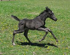 Image result for Baby Black Horse