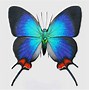 Image result for Cool Looking Butterfly