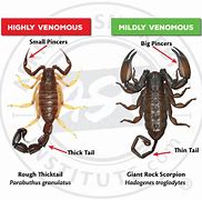 Image result for Scorpion vs Snake