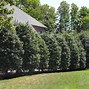 Image result for 3-4 Ft. - Nellie Stevens Holly Tree - Regain Privacy With Dense Holly Trees, Outdoor Plant