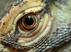 Image result for Komodo Dragon Eye