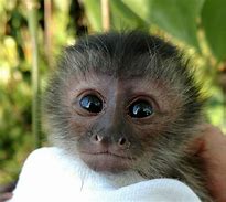 Image result for Baby Capuchin Monkey Pet