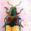 Image result for Most Colorful Bugs