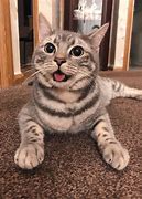Image result for Happy Cat