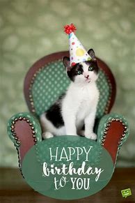 Image result for Funny Happy Birthday Kitten