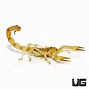 Image result for Bright Golden Scorpion