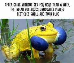 Image result for True Fun Facts