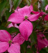 Image result for Scarlet Fire Dogwood Tree | Zone 5-9 | Pink | 25 Feet | Full Sun | Partial Shade
